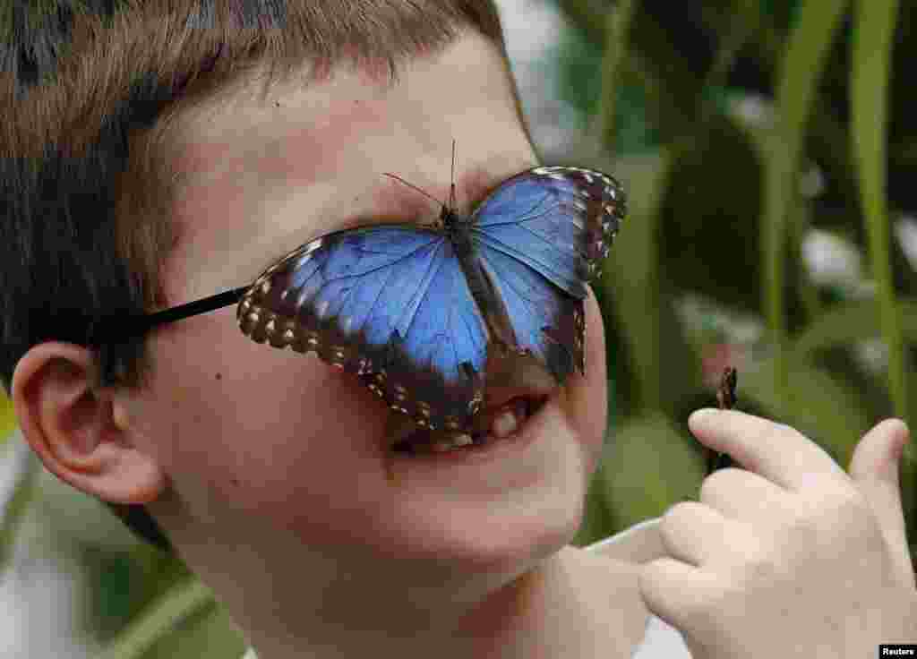 Harry Brown, 7, reacts to a butterfly on his face as poses with a Blue Morpho butterfly at the Sensational Butterflies Exhibition at the Natural History Museum in London.