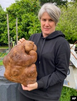 Donna Craig-Brown holds a large potato dug from her garden at her home near Hamilton, New Zealand Wednesday, Nov. 3, 2021. New Zealand Huge Potato (Colin Craig-Brown via AP)