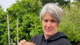 Donna Craig-Brown holds a large potato dug from her garden at her home near Hamilton, New Zealand Wednesday, Nov. 3, 2021. New Zealand Huge Potato (Colin Craig-Brown via AP)