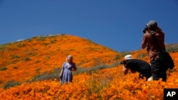 A model poses among wildflowers in bloom Monday, March 18, 2019, in Lake Elsinore, Calif. (AP Photo/Gregory Bull)