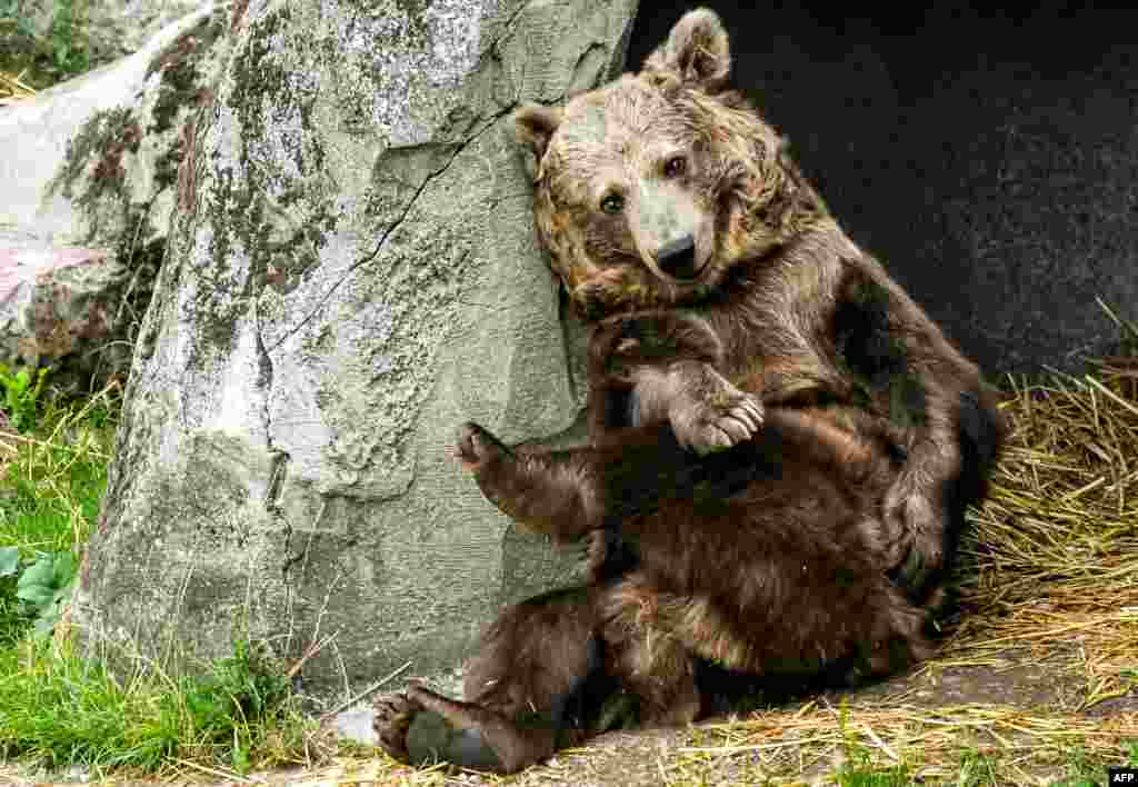 Kiwi, who starred in the movie &quot;The Bear,&quot; is seen in Fort-Mardyck, France. Kiwi and another bear will be transferred to a larger zoo in 2019.