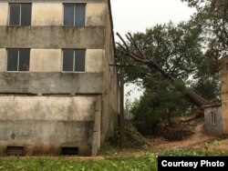 태풍 링링 피해을 입은 북한 황해남도 벽성군에서 강풍에 쓰러진 나무가 건물을 덮쳤다. 국제적십자 현장 조사단이 제공한 사진이다.