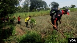 Para relawan menanam Sukun di lereng Gunung Kelud untuk menjaga kelestarian lingkungan sekaligus sebagai investasi ekonomi bagi warga. (Foto: VOA/Petrus Riski)