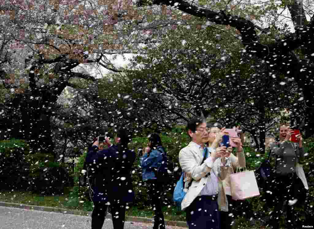 People film a shower of cherry blossoms at a park in Tokyo, Japan.
