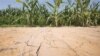 Bộ Nông nghiệp Mỹ xác định thêm các địa hạt bị ảnh hưởng hạn hán
