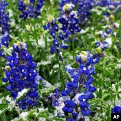 德克萨斯州花矢车菊