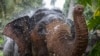 Seekor gajah Kandula menyemprotkan air di pinggiran Kolombo, Sri Lanka, Minggu, 12 September 2021. (AP Photo/Eranga Jayawardena)
