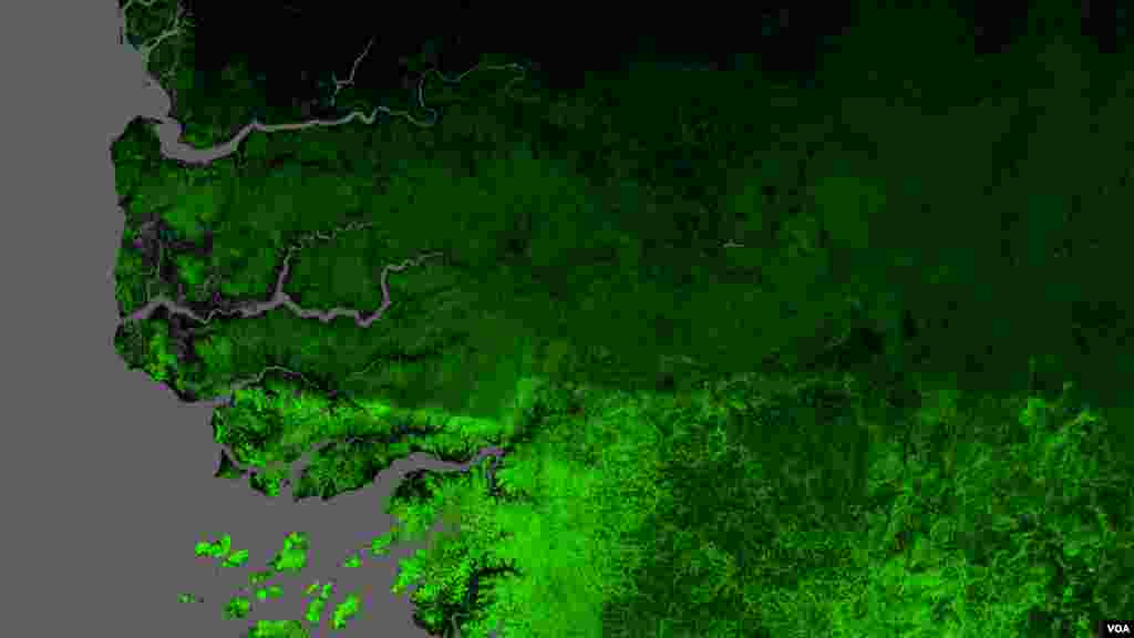 Image satellite de la forêt de Casamance en 2010 avec en vert la surface forestière (Université de Maryland USA)