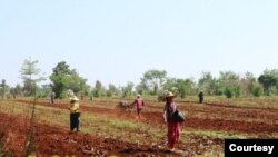 တပ်မတော်သိမ်းဆည်းထားတဲ့ လယ်မြေတွေထဲ ဝင်ရောက်ထွန်ယက်နေ (ဓါတ်ပုံ- Pa-O Youth Organization)

