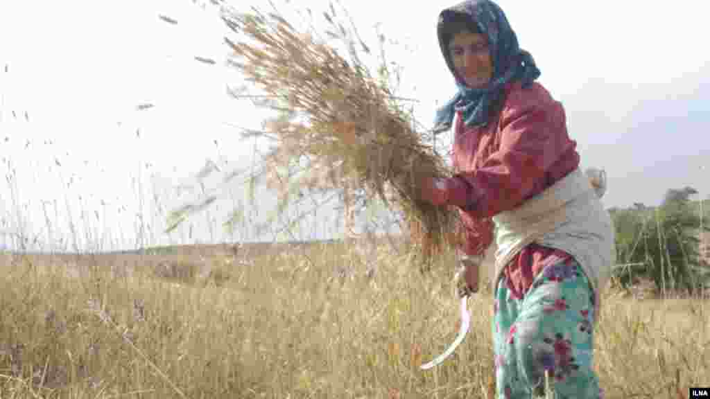 زن روستایی در مزرعه گندم، رودبار، استان گیلان. عکس: ابوذر حمیدی، ایلنا