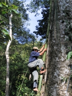 Memanjat pohon boan di Sumbawa untuk panen madu hutan (foto: courtesy).