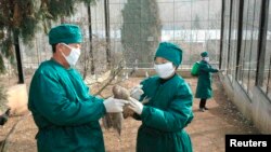 북한 보건 관계자들이 평양 동물원에서 조류독감 방역 활동을 하고 있다. (자료사진)