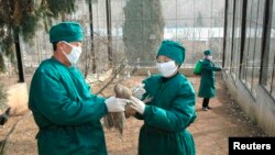북한 보건 관계자들이 평양 동물원에서 조류독감 방역 활동을 하고 있다. (자료사진)