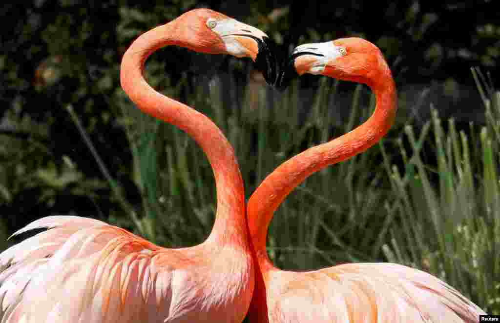 Pink flamingos frolic in their enclosure at the Madrid zoo in Madrid, Spain, April 18, 2018.