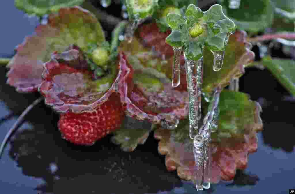 Icicles hang off a strawberry plant in Plant City, Florida. Temperatures overnight in the fields dipped into the low 30&#39;s (F). Farmers spray water on their crops to protect the plants from being damaged by a freeze.