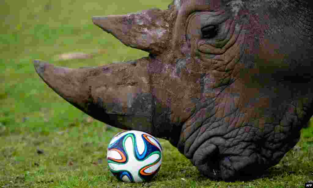 A rhinoceros plays with a football in his enclosure at the Serengeti Park in Hodenhagen, central Germany, April 13, 2014.