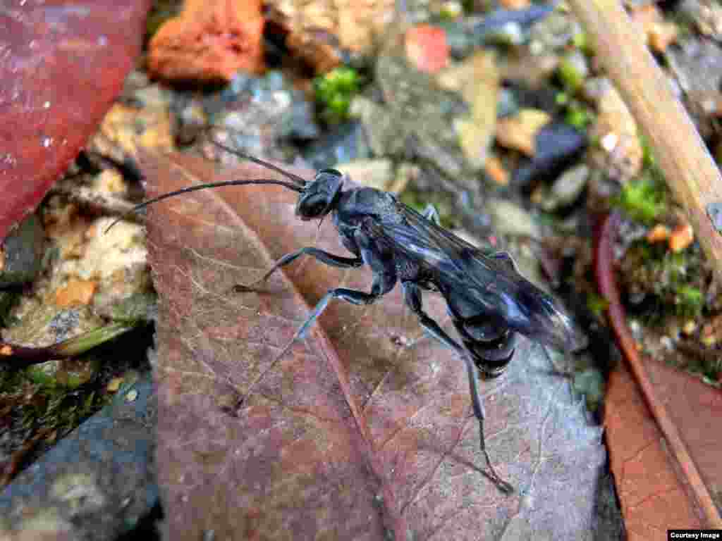 This Chinese wasp Deuteragenia ossarium builds her nest in hollow stems. She deposits dead spiders into separate cells to provide nourishment for her developing young, and puts dead ants at the entrance to the nest, creating a chemical barrier to protect them. (Michael Staab)