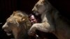 Kevin Richardson, 'Pembisik Singa' dari Afrika Selatan 
