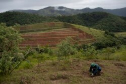 Marcos Andre Santos, pekerja LSM Onda Verde, menanam bibit jambu biji di Hutan Atlantik, Kotamadya Japeri, negara bagian Rio de Janeiro, Brasil, Rabu, 21 April 2021.