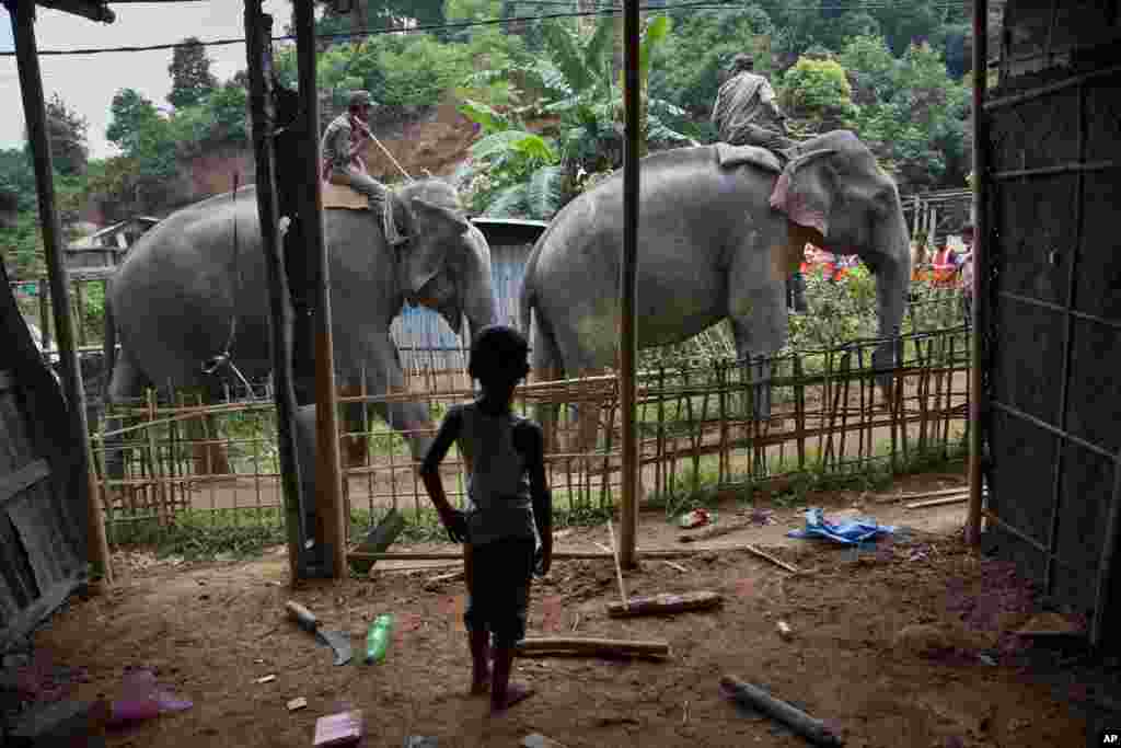 تخلیه موقت فیلهای پارک حیات وحش آمچانگ در هند به واسطه تخریب صدها خانه ای که به صورت غیرقانونی در اطراف این پارک ساخته شده اند.