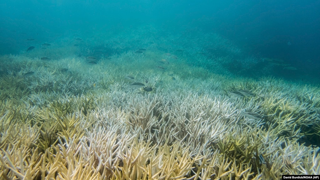 This 2017 photo provided by NOAA shows bleached coral in Guam.