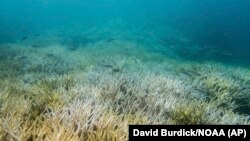 This 2017 photo provided by NOAA shows bleached coral in Guam.