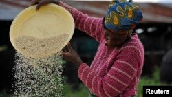 (File) A woman works at a rice mill in Nigeria. Thirty million tons of rice are consumed on the continent, but the majority of that is imported from Asian countries. 