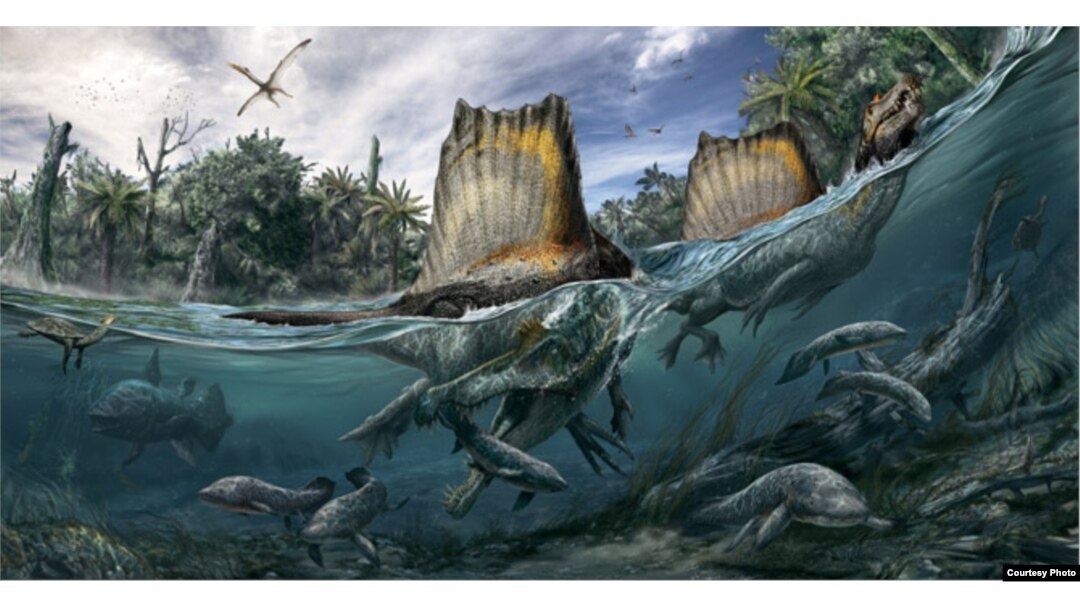 The only known dinosaur adapted to life in water, Spinosaurus swam the rivers of North Africa a hundred million years ago. (Art: Davide Bonadonna, and Oct. edition of National Geographic magazine)