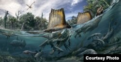The only known dinosaur adapted to life in water, Spinosaurus swam the rivers of North Africa a hundred million years ago. (Art: Davide Bonadonna, and Oct. edition of National Geographic magazine)