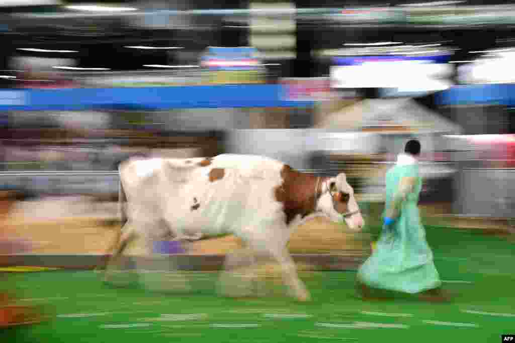 A farmer leads a cow during preparations ahead of the start of the 57th International Agriculture Fair at the Porte de Versailles exhibition center in Paris.