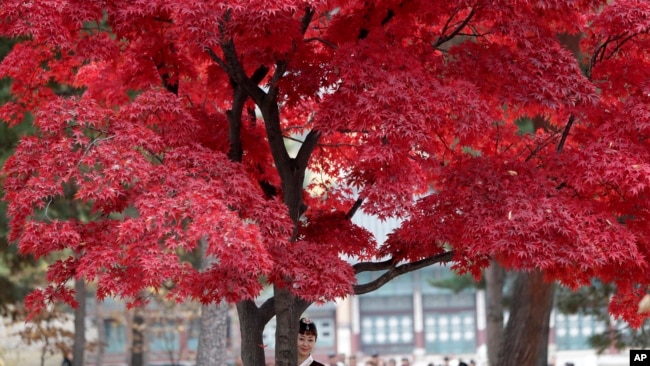 韩国首尔著名旅游景点景福宫的红叶 （2018年11月7日）
