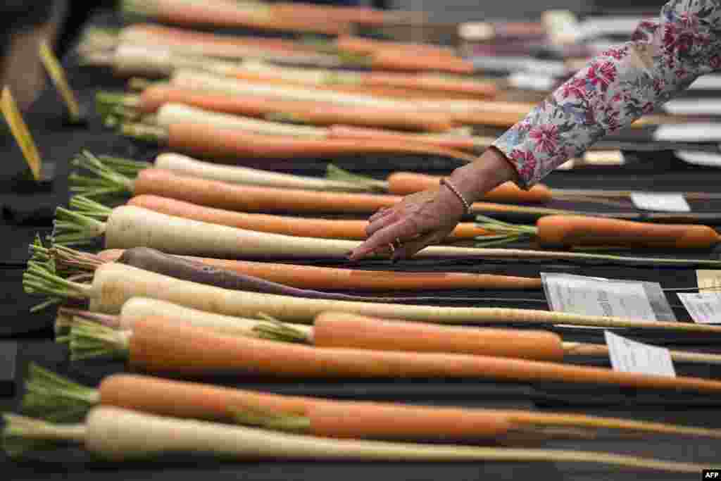 Members of the public admire vegetables on display on the first day of the Harrogate Autumn Flower Show held at the Great Yorkshire Showground, in Harrogate, northern England.