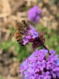 Beekeeper Marcie LeFevre enjoys watching her backyard bees. (Image courtesy of Marcie LeFevre)