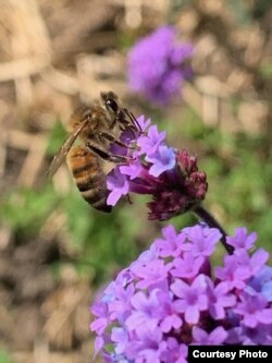 Beekeeper Marcie LeFevre enjoys watching her backyard bees. (Image courtesy of Marcie LeFevre)