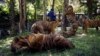 Thai Tiger Park Hopes Foreign Visitors Return