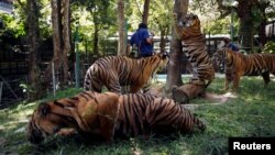 Tigers gather at their confinement cage in Tiger Kingdom zoo, as Phuket gets ready to open its doors to overseas tourists from July 1 allowing fully vaccinated foreigners to visit the resort island without quarantine, Phuket, Thailand June 28, 2021. (REUTERS/Jorge Silva)