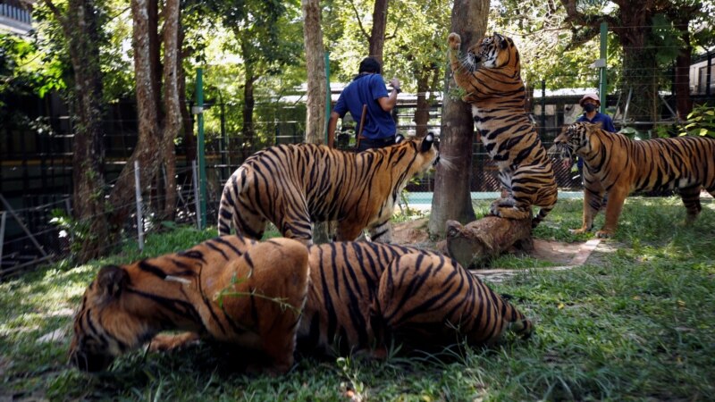 Thai Tiger Park Hopes Foreign Visitors Return