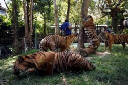 Harimau berkumpul di kandang kurungan mereka di kebun binatang Tiger Kingdom, saat Phuket bersiap untuk membuka pintunya bagi turis asing mulai 1 Juli yang memungkinkan orang asing yang divaksinasi penuh untuk mengunjungi pulau resor tanpa karantina, Phuket, Thailand 28 Juni 2021. (Foto: Reuters)