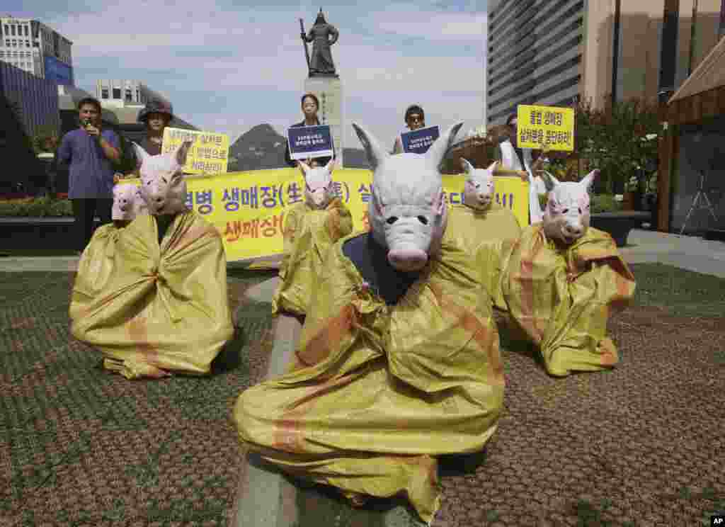 Animal right activists wearing pig masks stage a memorial rally for those slaughtered due to African swine fever in Seoul, South Korea.