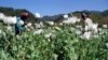 FILE - Villagers harvest opium in a field in Burma's Shan state.