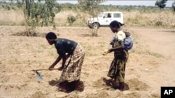 Women working in the fields in Malawi.