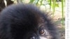 Rwanda Names Baby Gorillas on World Environment Day