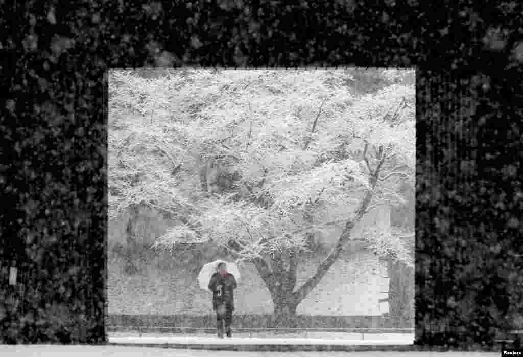 A man holding an umbrella makes his way in the heavy snow at the Imperial Palace in Tokyo, Japan, Jan. 22, 2018.