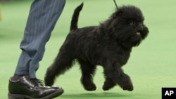 Banana Joe de la raza affenpinscher, camina de la mano de su adiestrador