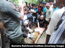 Upaya evakuasi harimau yang terkena perangkap warga. (Foto: Sumatra Rainforest Institute)