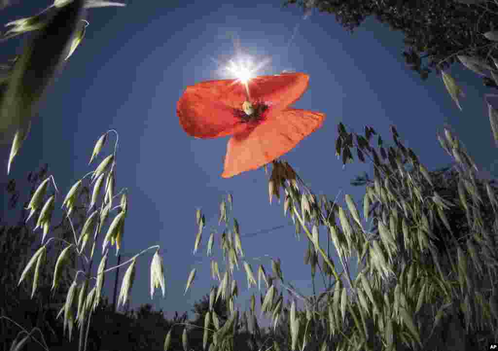 A poppy flower blossoms in an oat field in Egelsbach, near Frankfurt, Germany.