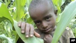 A boy in his father's cornfield who subsists on a diet of grain, but reliance on one food crop leaves the family vulnerable to crop failure and malnourishment, in Shebedino in the south of Ethiopia. (File photo)