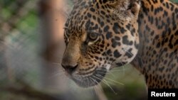 Tania, a female jaguar brought up in a zoo, is seen in her enclosure at the Impenetrable National Park, in the Chaco Province, Argentina February 29, 2020. (Rewilding Argentina/Handout via REUTERS)