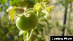 Cà chua Solanum pennellii fruit, khi chín vẫn màu xanh
