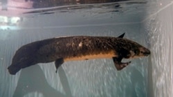 Methuselah, a 4-foot-long, 40-pound Australian lungfish that was brought to the California Academy of Sciences in 1938 from Australia, swims in its tank in San Francisco, Monday, Jan. 24, 2022. (AP Photo/Jeff Chiu)